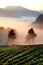 Strawberry field in mist on mountain, Chiang Mai, Thailand