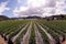 Strawberry field production, soil mulching