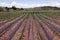 Strawberry field production, soil mulching