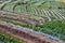 Strawberry field in Thailand.