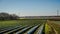 Strawberry fields in the Danubian Plain in autumn