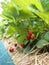 Strawberry fields in Germany, outdoor plantations with ripe sweet red strawberries ready for harvest