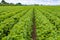 Strawberry fields in Germany, outdoor plantations with ripe sweet red strawberries ready for harvest