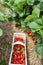 Strawberry fields in Germany, outdoor plantations with ripe sweet red strawberries ready for harvest