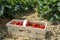 Strawberry fields in Germany, outdoor plantations with ripe sweet red strawberries ready for harvest