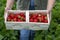 Strawberry fields in Germany, outdoor plantations with ripe sweet red strawberries ready for harvest