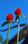 Strawberry Fields globe amaranth, Gomphrena haageana