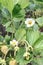 Strawberry flower blooming, growing plant agriculture