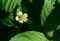 strawberry flower blooms