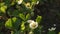 Strawberry flower blooms in garden bed. Wind blows leaves. Bushes with white flowers and yellow middle, green leaves on