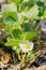 Strawberry flower growing on the vine.