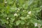 Strawberry flowers in a forest clearing, close-up. White flowers surrounded by lush greenery