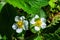 Strawberry flowers Latin: Fragaria and green grasshopper Latin: Tettigonia viridissima close-up. Flowering of strawberry