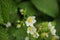 Strawberry flowers raindrops plant nature outdoor