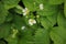 Strawberry flowers raindrops plant nature outdoor