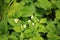 Strawberry flowers raindrops plant nature outdoor