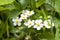 Strawberry flowers in the thick grass. The image of a blossoming strawberries. Berry flowers in a flower bed.