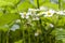 Strawberry flowers in the thick grass. The image of a blossoming strawberries. Berry flowers in a flower bed.