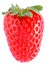 Strawberry fruit