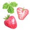 Strawberry fruit  clipart set. Hand drawn watercolor illustration