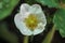 Strawberry fruit flower plant pollen natural white small