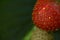 Strawberry fruit macrophotography details