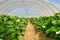 Strawberry fruit plants in tunnel dome greenhouse