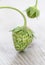 Strawberry fruit,unripe green, studio shot