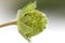 Strawberry fruit,unripe green, studio shot