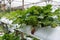 Strawberry fruits in the strawberry farm. Planted uses a multi-storey shelf to save space.