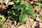 Strawberry or Garden strawberry plant with dark green leaves covered with small dark spots surrounded with dry soil