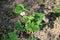 Strawberry or Garden strawberry plant with pure white flowers surrounded with dark green leaves and dry soil planted in local