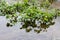 Strawberry or Garden strawberry plants planted in flooded local urban garden surrounded with other plants and clear flood water