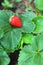 Strawberry on a green leave background in a garden.