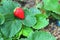 Strawberry on a green leave background in a garden.