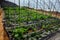 Strawberry in the greenhouses