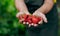 Strawberry grower gardener working in the greenhouse with harvest, woman holding berries