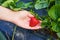 Strawberry growers engineer working in the field with harvest, woman holding berries