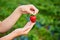 Strawberry growers engineer working in the field with harvest, woman holding berries