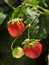 Strawberry growing on a tree