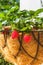 Strawberry in hanging basket with coconat liner at the condo balcony