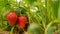 Strawberry hanging on the vine, Sunny weather