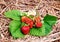 Strawberry harvest