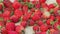 Strawberry harvest in a bowl. Farm-grown berry.