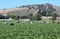 Strawberry Harvest in Central California