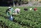 Strawberry Harvest in Central California