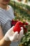 Strawberry harvest in greenhouse