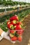 Strawberry harvest in greenhouse. Strawberries in a plastic package