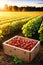 Strawberry harvest in a wooden box at sunset on a field.