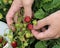 Strawberry harvesting, strawberry picking. Woman hands picking strawberries